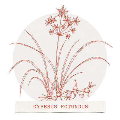 100% Cyperus Rotundus